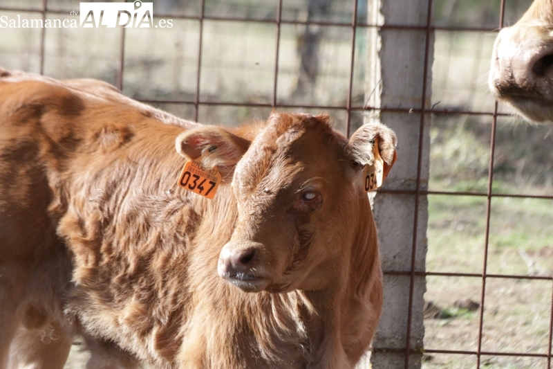 Satisfacción en los ganaderos salmantinos por la autorización para el uso de la primera vacuna frente a la EHE 
