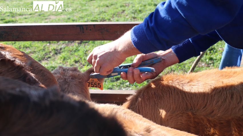 ASAJA Salamanca denuncia el mal funcionamiento de las Unidades Veterinarias por falta de personal