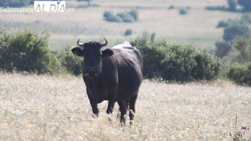 La cebada y el trigo se desploman ante la llegada de la nueva cosecha