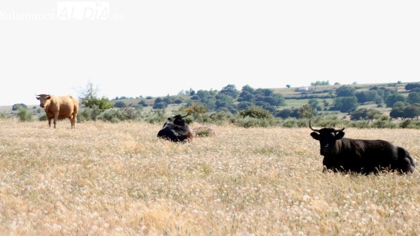 Jornada de transición sin movimientos en el cereal, vacuno, porcino blanco y ovino
