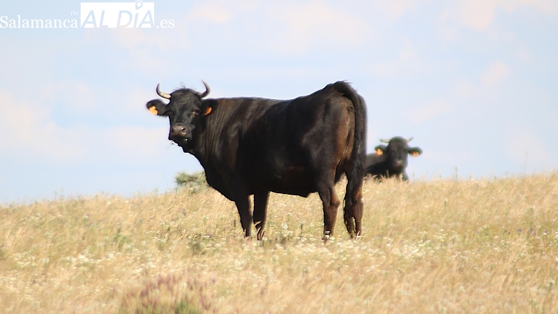 Una de cal y otra de arena para el cereal, vacuno y ovino
