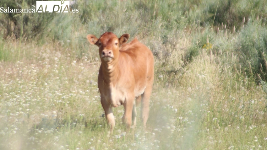 Paja y avena ya tienen precio