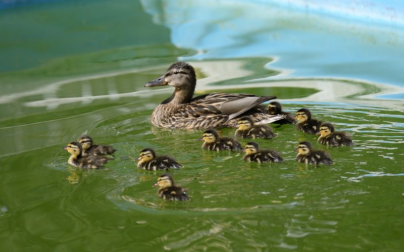 Protección familiar 