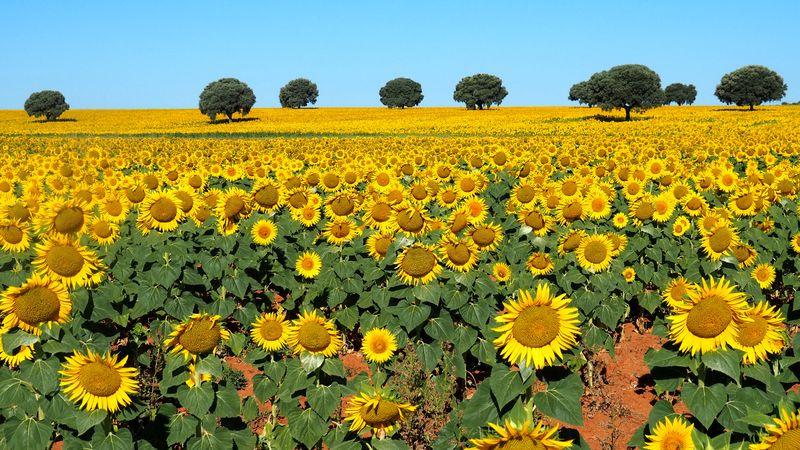 Sinfonía de color y vida 
