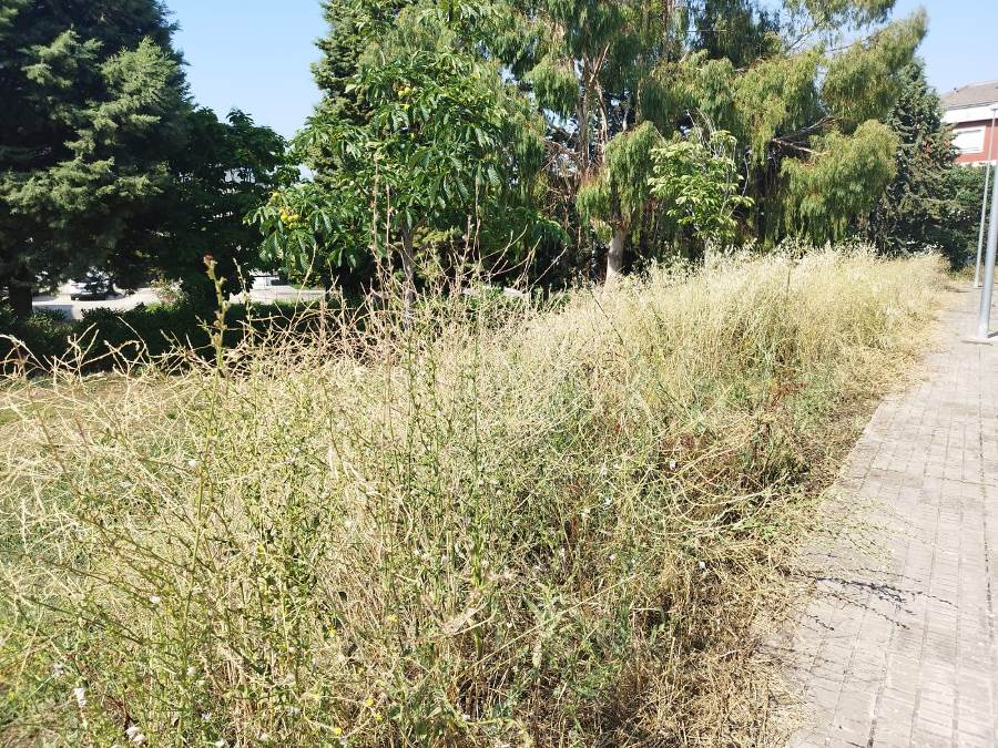 Vecinos lamentan que el Ayuntamiento no actúe en sus propios solares como requiere a los particulares 