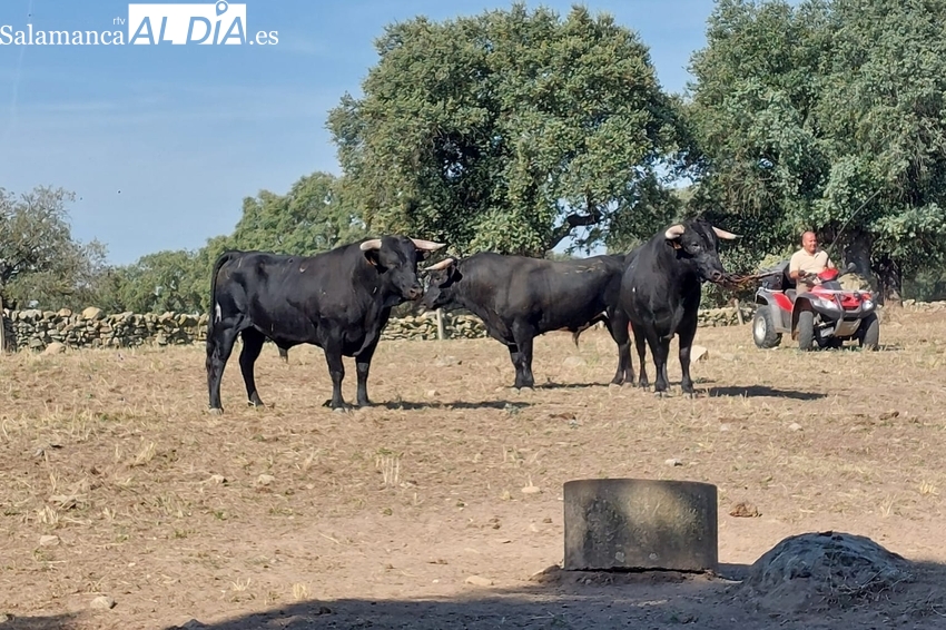 Los vecinos de Villarino conocen los toros de las fiestas de San Roque