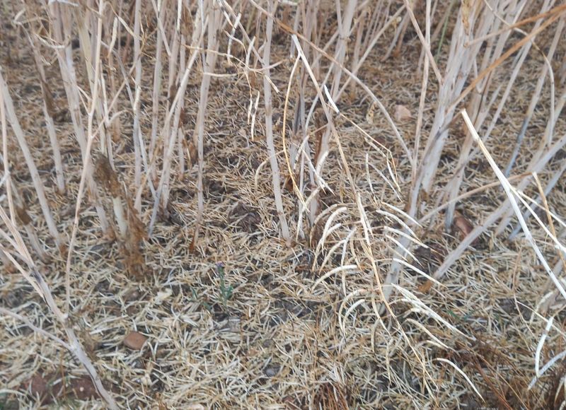 El granizo provoca daños de hasta un 70% en las cosechas 