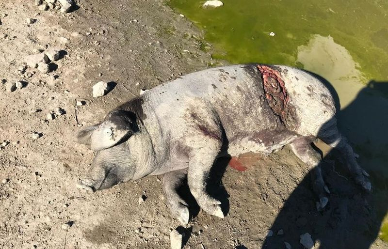 El lobo cambia de paladar y ahora ataca a cerdos ibéricos