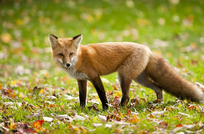 European Content Awards