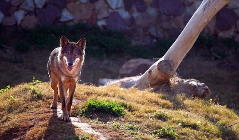 Denuncian que el lobo ha vuelto a atacar ovejas en otro municipio salmantino