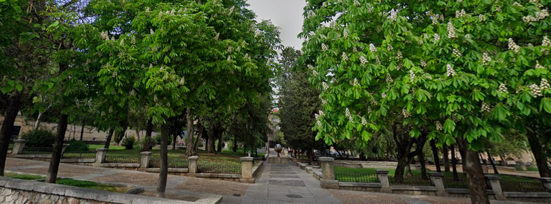 Retiran un árbol en el Campo de San Francisco por riesgo de caída