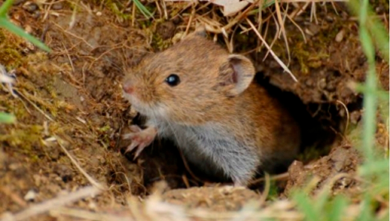 Alerta ante una nueva plaga de topillos en la provincia de Salamanca