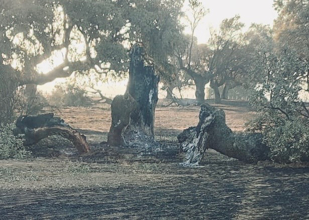Los santiagueses mantienen su preocupación y pesar tras el gran incendio: Es una tristeza verlo así. Sigue saliendo humo