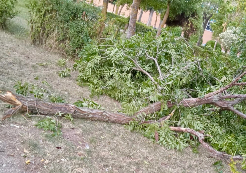 Peñaranda en Común pide la elaboración de un  estudio sobre la salud de los árboles de la ciudad
