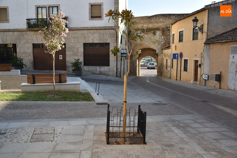 Protegidos los árboles de la calle Puerta de Santiago mientras se investiga el destrozo de uno de ellos