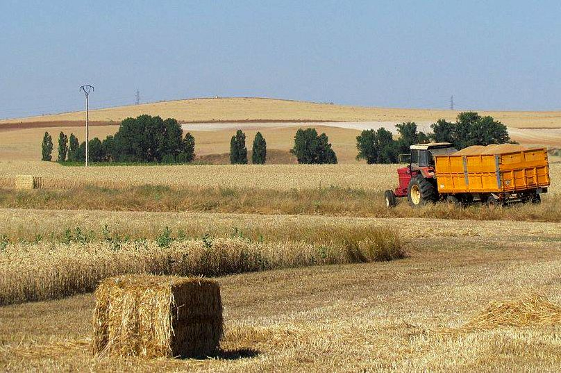 Situación crítica para los agricultores de la provincia de Salamanca dedicados al cereal