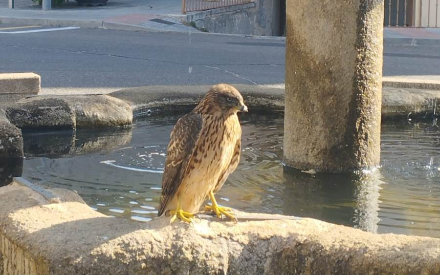 Un ave rapaz ‘pone firmes’ a las palomas en el corazón del barrio de San Cristóbal