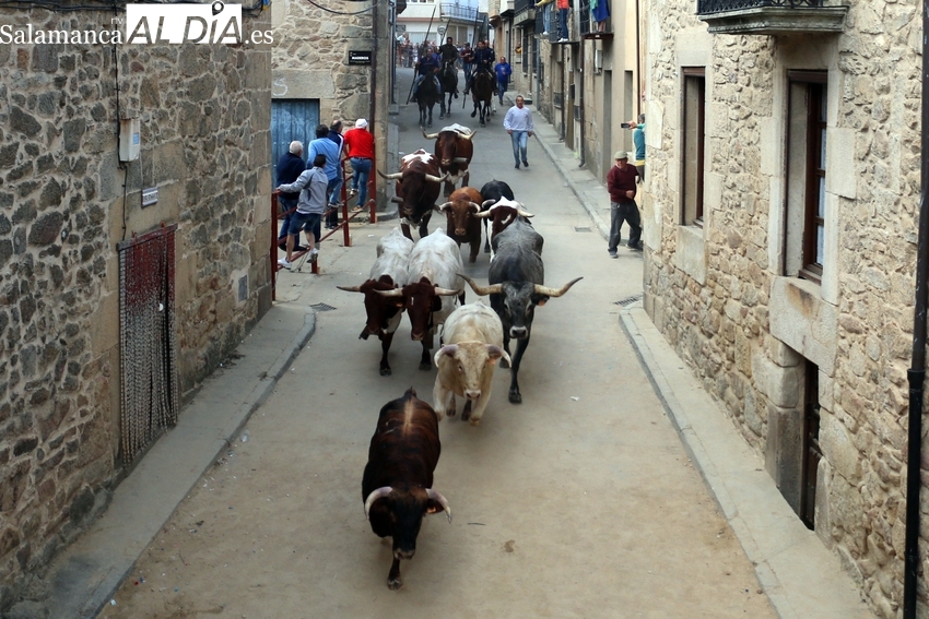 La peña La Taurina ya tiene sus Premios Taurinos Fiestas del Toro 2024 de Aldeadávila de la Ribera