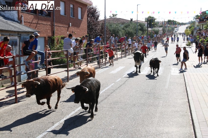 Bonito encierro de Ignacio López Chaves en Villarino