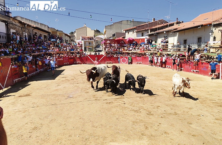 Las Fiestas del Toro apuestan de nuevo en Vilvestre por una capea nocturna y dos novilladas
