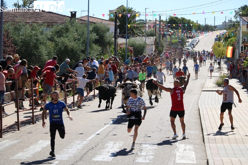 Vibrante carrera del encierro de Valdeflores en Villarino