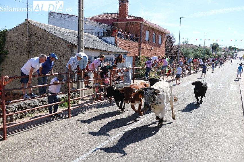 El encierro de Valrubio pone emoción y peligro en las calles de Villarino
