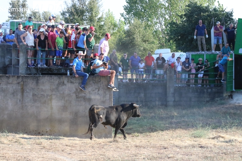 El desenjaule marca la salida de las Fiestas del Toro de Aldeadávila