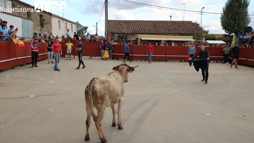 Degustaciones gastronómicas, música y toros centran las fiestas de La Ofrenda en Villares de Yeltes