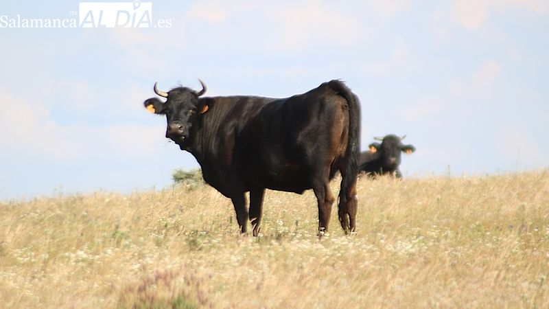 UPA Salamanca pide celeridad en el levantamiento de la restricción del aprovechamiento de los pastos para el próximo año 