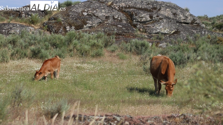 Subida generalizada del vacuno tanto cebo como sacrificio