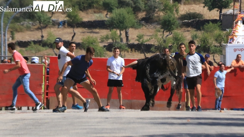 Peligroso encierro de Domingo Hernández en Saucelle