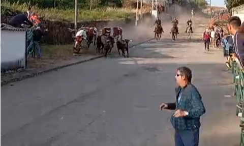 Noble y bonito encierro de Los Bayones para finalizar las fiestas de Aldeadávila