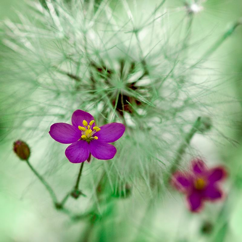 Linares de Riofrío acoge la entrega de los premios de Fotografía Botánica de Castilla y León