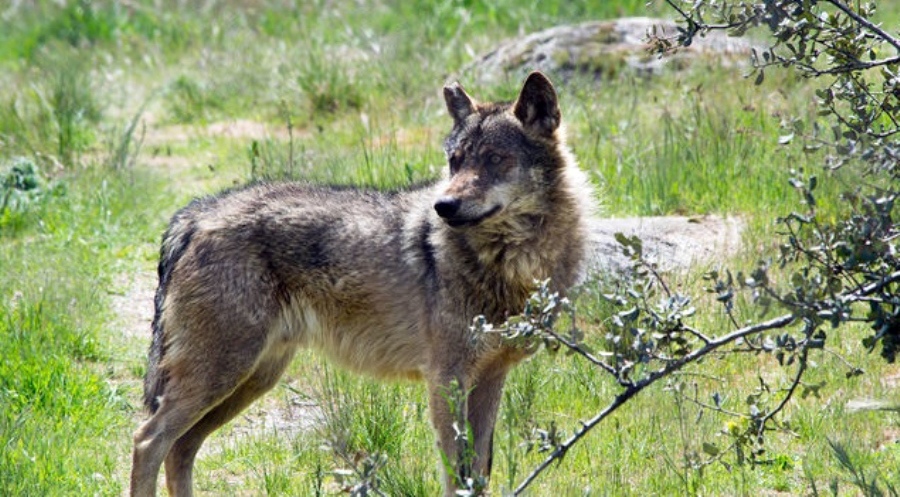 Nueva ola de ataques de lobos que deja 16 ovejas muertas en pueblos de Ledesma