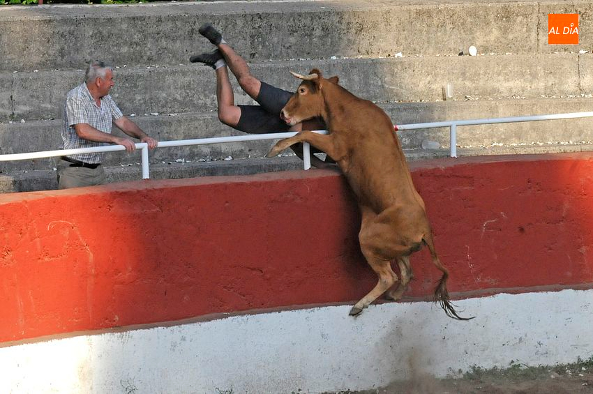 Capea popular en Navasfrías con vacas ‘saltarinas’