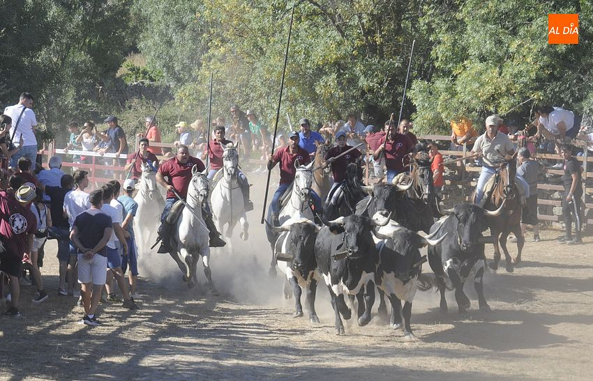 Vistoso encierro a caballo en el día de La Asunción en Fuentes de Oñoro