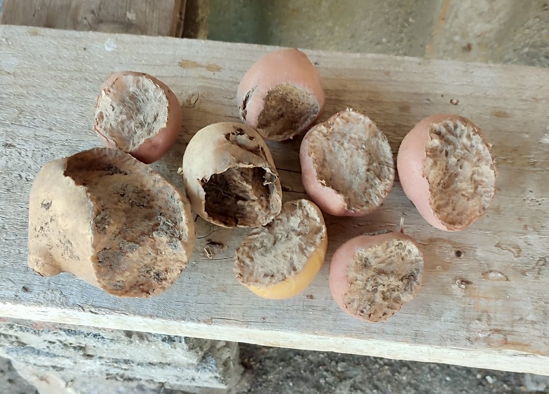 Los topillos acaban con las plantas cuidadas para el Belen Viviente y arrasan los huertos en Santiago de la Puebla