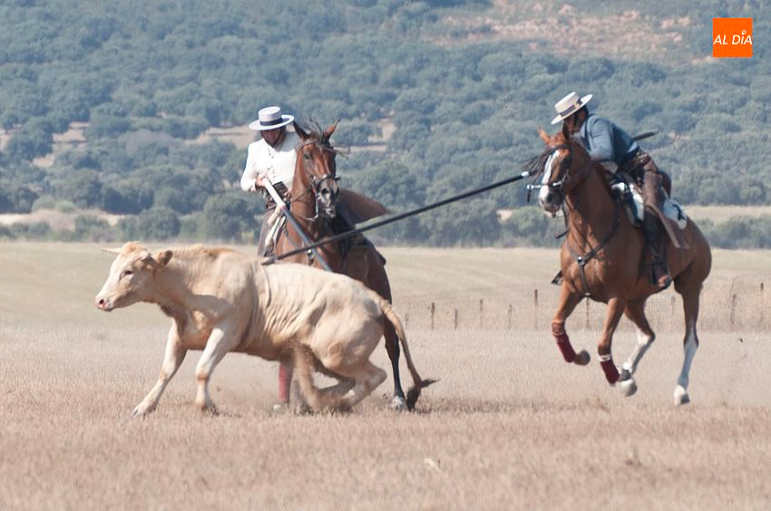 Ligera jornada del XLI concurso de Faenas y Doma de Campo