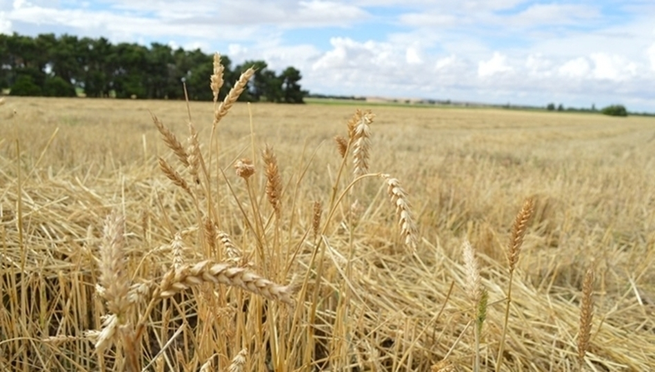 Los agricultores denuncian el bajo precio del cereal