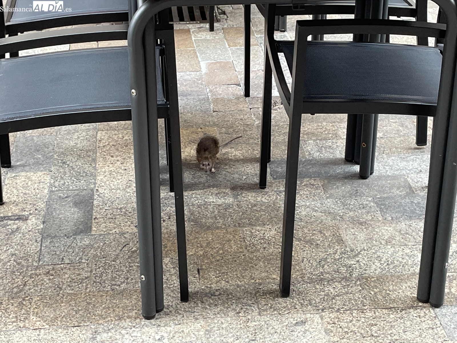 Una rata, de paseo por la Rúa en pleno fin de semana
