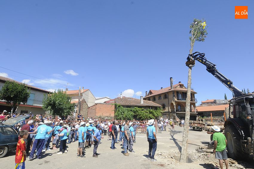 Los del 59 Izan su Roble que reemplaza al Pino de la quinta del 24 de San Juan