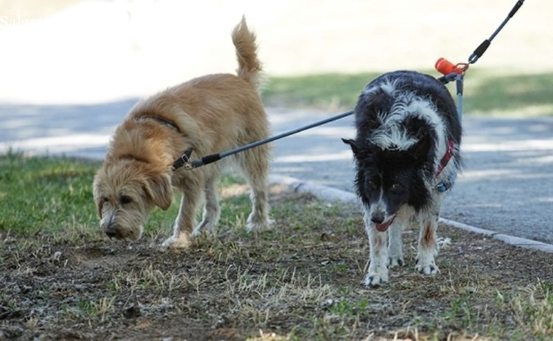 Salamanca alza la voz este domingo contra el envenenamiento perros
