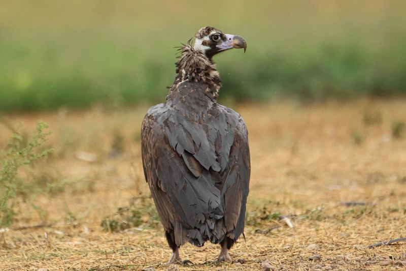 La población de buitre negro alcanza su máximo histórico en 2023