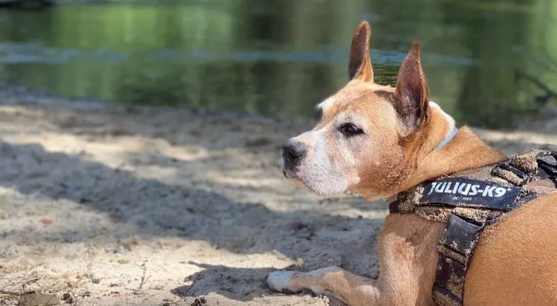 Organizan una colecta para conseguir fondos para una silla de ruedas adaptada para un perro 
