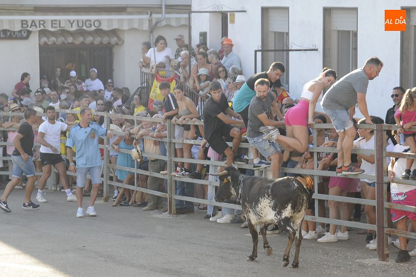 Las vaquillas de Agallas llenan la tarde del lunes