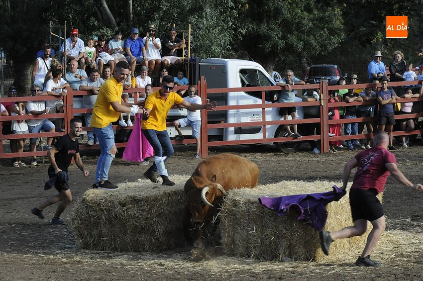Divertida tarde de vaquillas en Tenebrón por San Ceferino