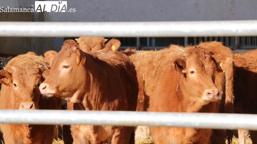 Ligera subida del cereal y de la carne de ternera