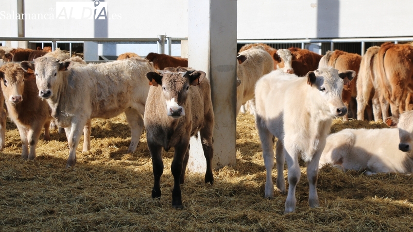 Nueva caída del cereal y subida generalizada del vacuno y ovino