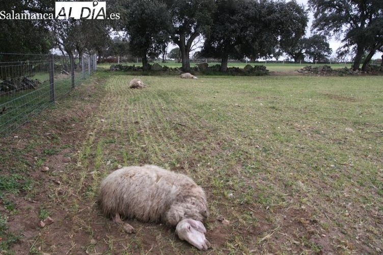Miembros de UPA  y afectados por los ataques de lobo se reunirán en Salamanca