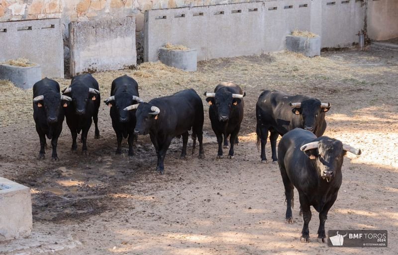 Los de Capea, en toriles para la mixta